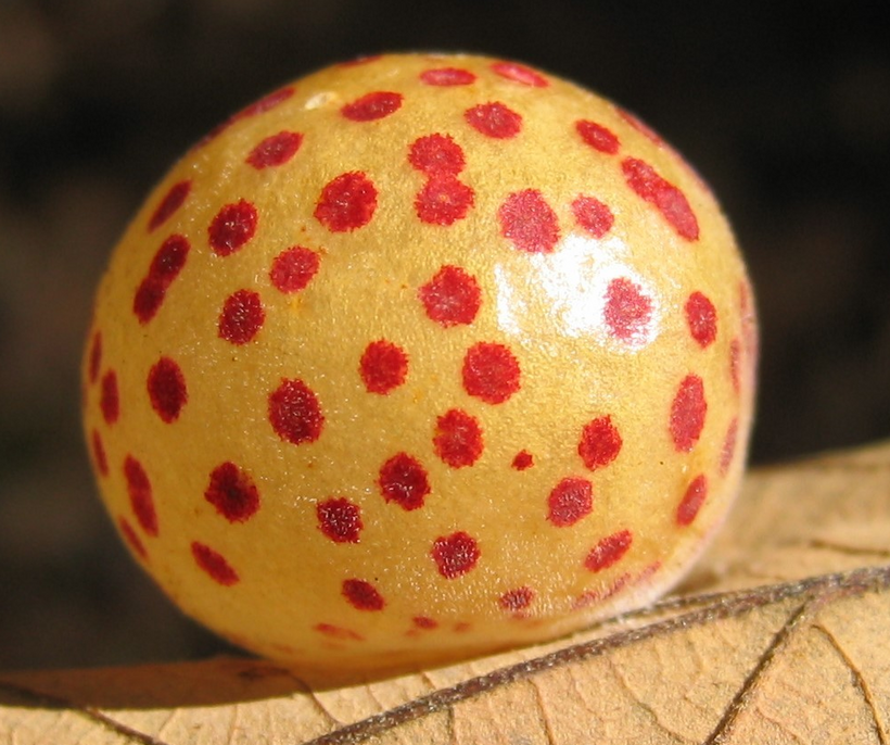 Spotted Oak Apple Gall. (Image by Lora Shadwick).png